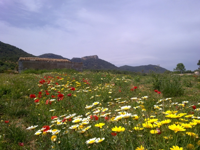  Primavera nelle montagne più vicine 