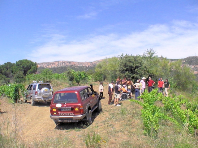  Jeune vignoble du Priorat 