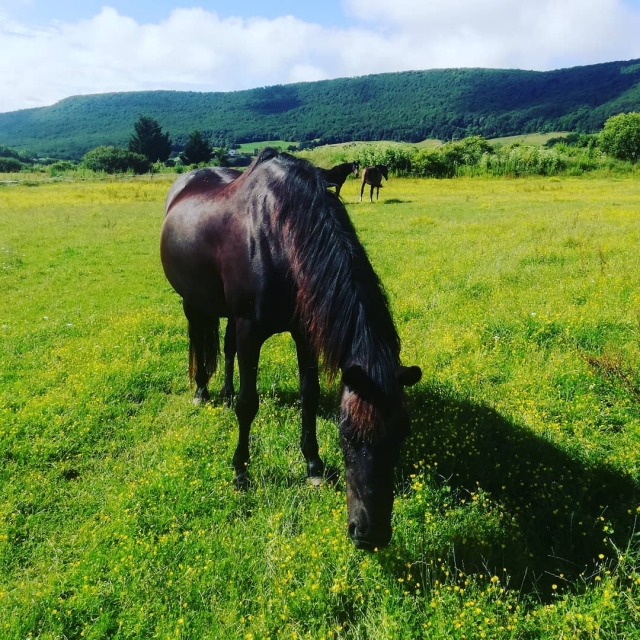 caballo negro