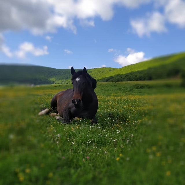 caballo en el campo con flores