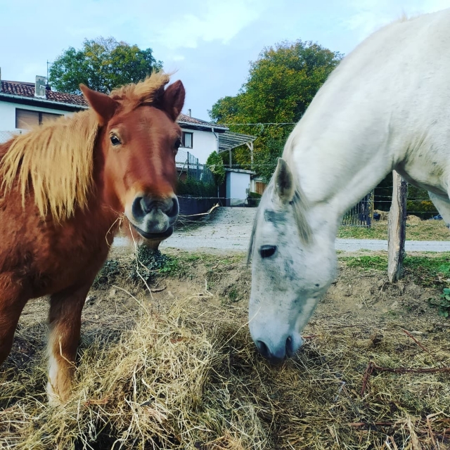 caballos comiendo