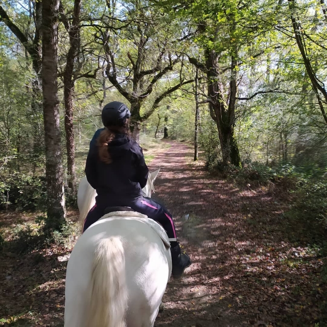 en el bosque con el caballo