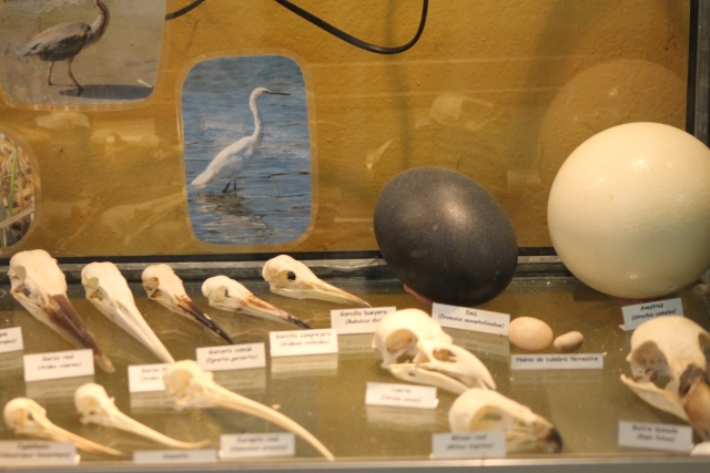  Mostra di uccelli 