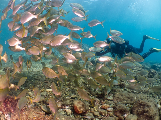  Tauchen zwischen den Fischen 