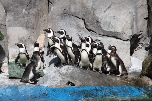  Penguins in our facilities 