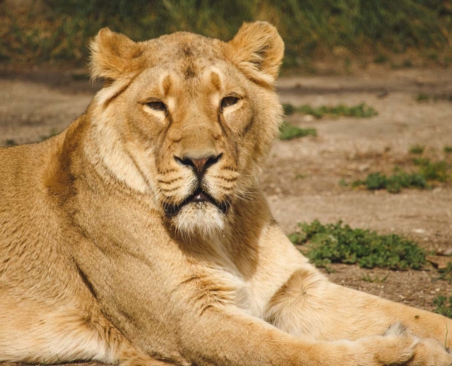  Lions in the Madrid Zoo 