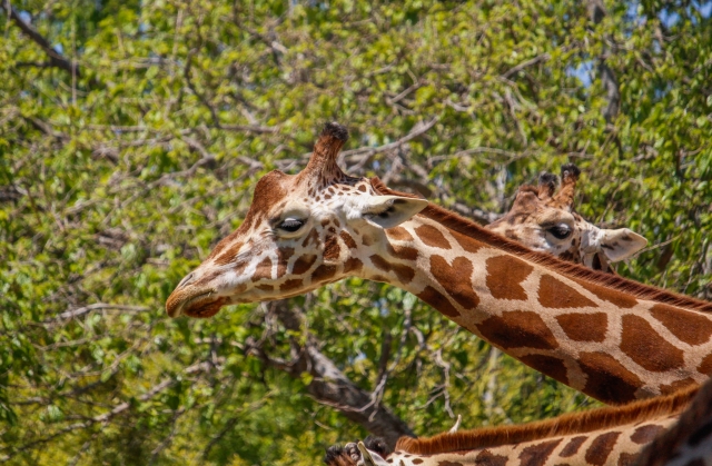 African species in the zoo 