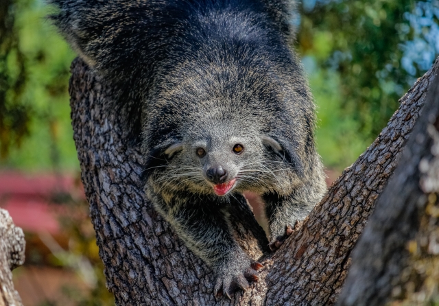  The most surprising mammals in the park 