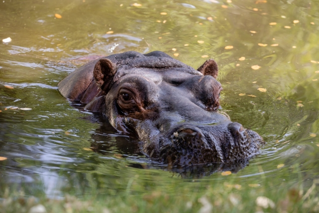  Hippopotamus at the Madrid zoo 