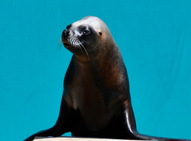  The seals at the Madrid zoo 