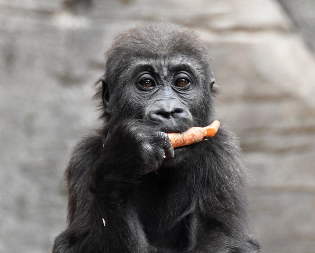  Species at the Madrid zoo 