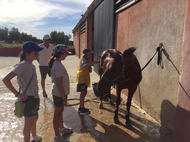 Aseando al caballo