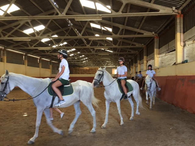 Paseo hipico en pista interior