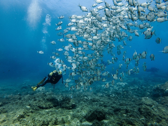  Plongeur entre une école spectaculaire de poissons 