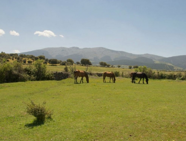 Caballos en el prado