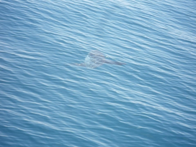 pez mola mola en la costa de Malaga