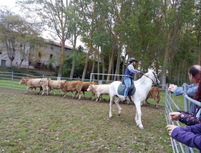 Trabajando con el ganado a caballo