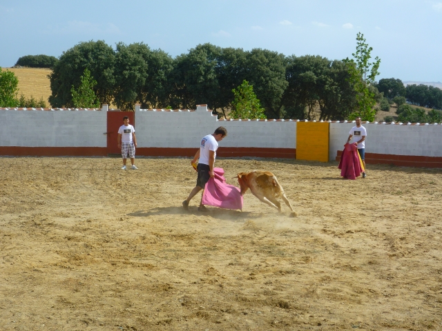  广场上有小母牛的 Capea 