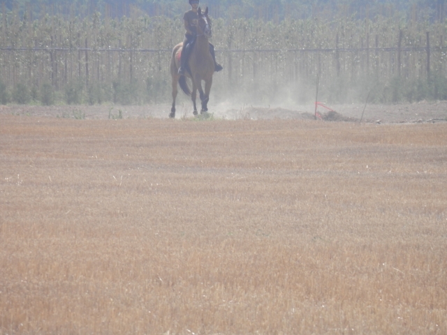 Trotando sobre el pasto