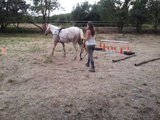 Practicando riendas largas 