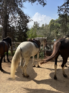res_o-66007-rutas-a-caballo_de_joely-martinez-martinez_img-6270_17609646736731.jpeg