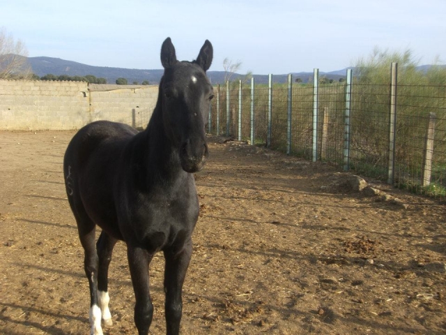 cavalos 