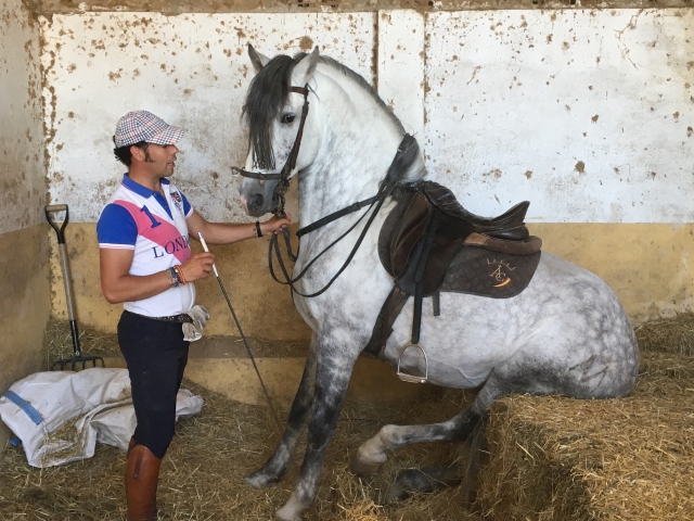  Dressage classico in un maneggio a Madrid