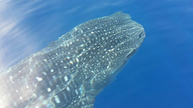 Ballenas en Canarias