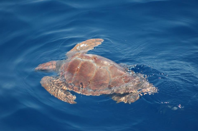 Tortugas en la costa de La Palma
