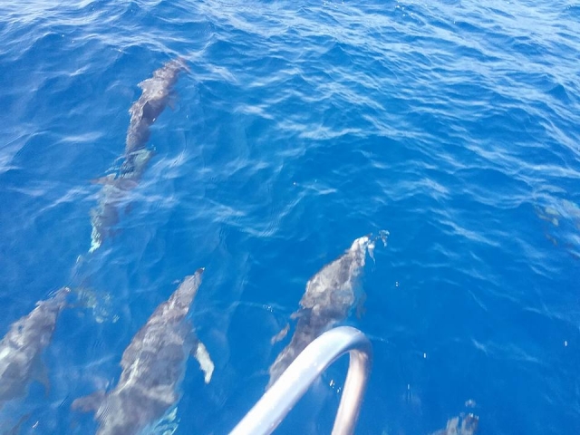Alquiler de velero para navegar junto a los delfines