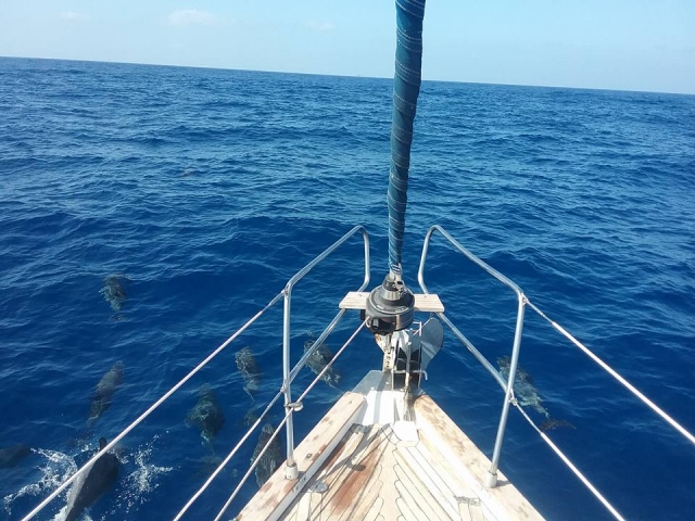   avistamiento de cetaceos