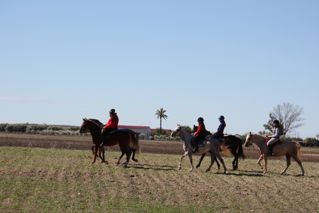  Reitausflüge in Sevilla 