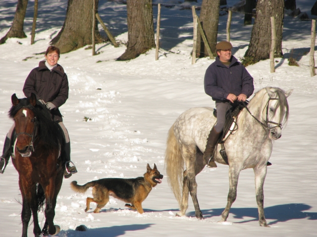  Chevaux dans la neige 