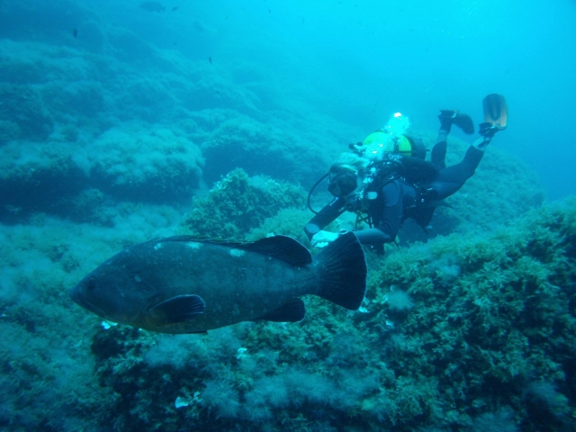 Bajo el agua viendo grandes especies