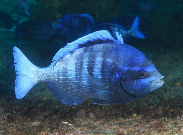 Pez de un vivo color azul