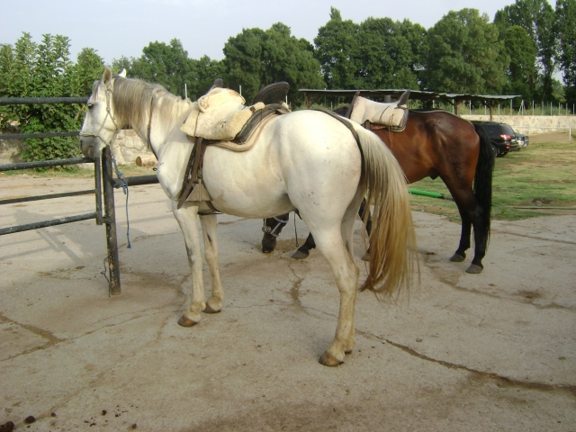 silla de montar