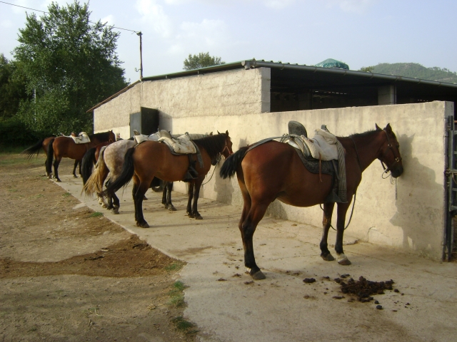 caballos y paseos