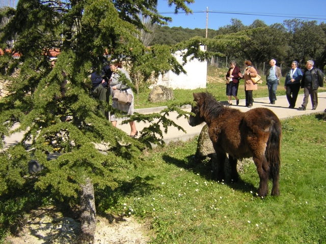 pony