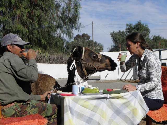 Breakfast with the camel Tío Frasquito 