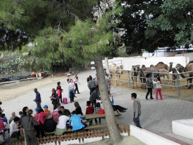  Visiting the camels 