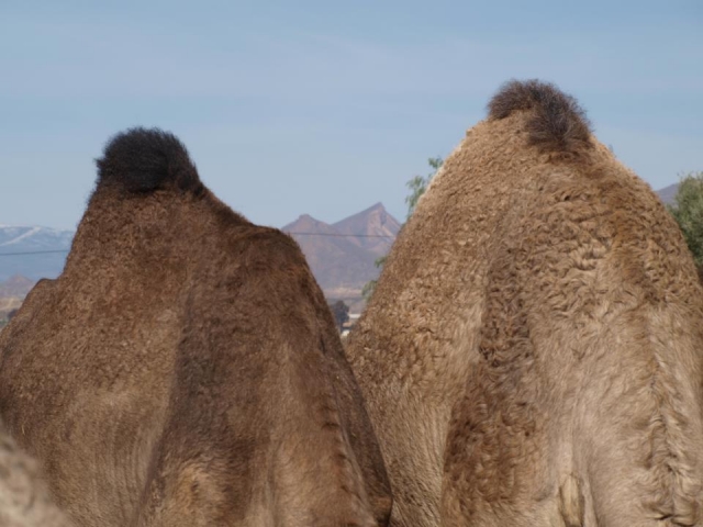  Camel humps 