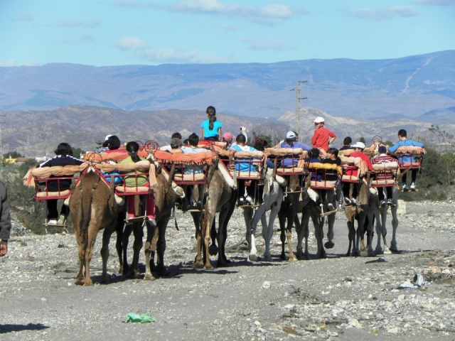  Camel routes in Almería 