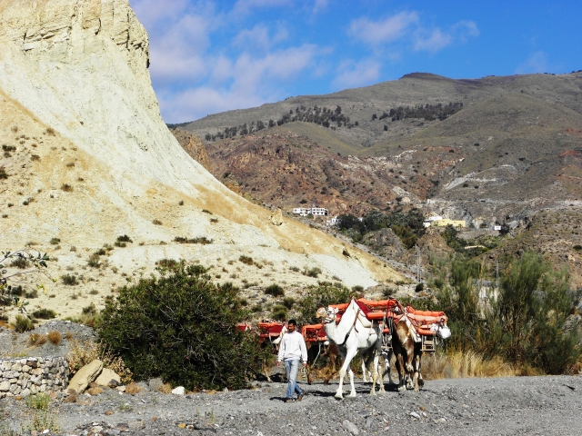  Route through Sierra Alhamilla on a camel 