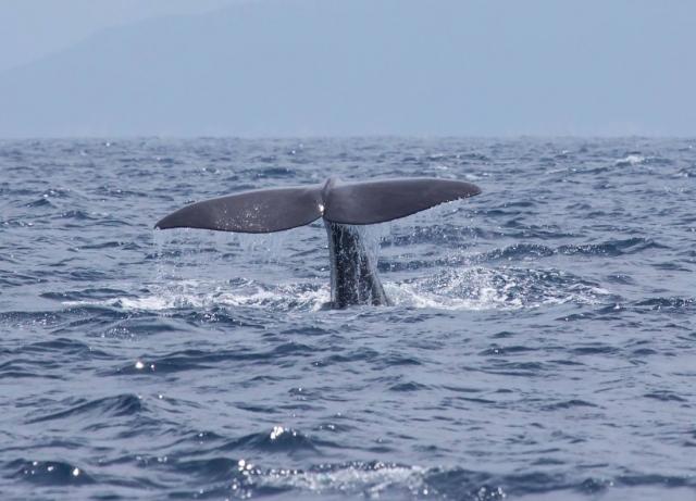 Aleta de cachalote en Tarifa