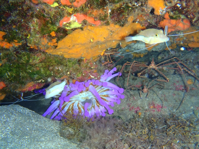 Corales de colores