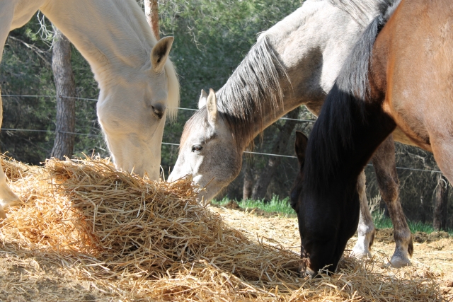 Caballos alimentándose