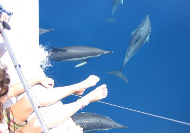 Avistamiento de cétaceos en las playas de Málaga