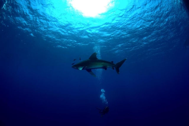  Immersioni tra gli squali 