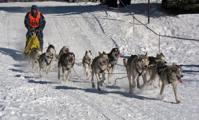 Actividad de Mushing