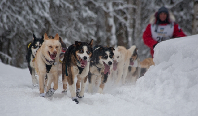 Carrera con Mushing
